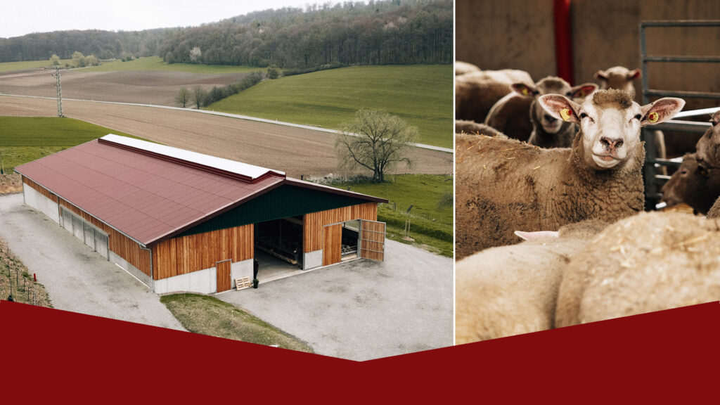 Split farm scene: left panel shows a red-roof barn among fields and rolling hills; right panel shows a close-up of sheep in a barn pen.